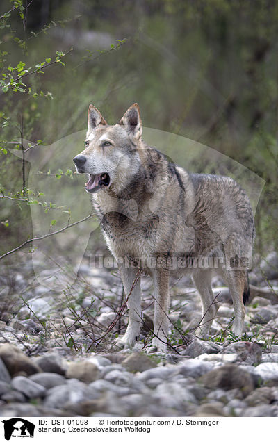 standing Czechoslovakian Wolfdog / DST-01098