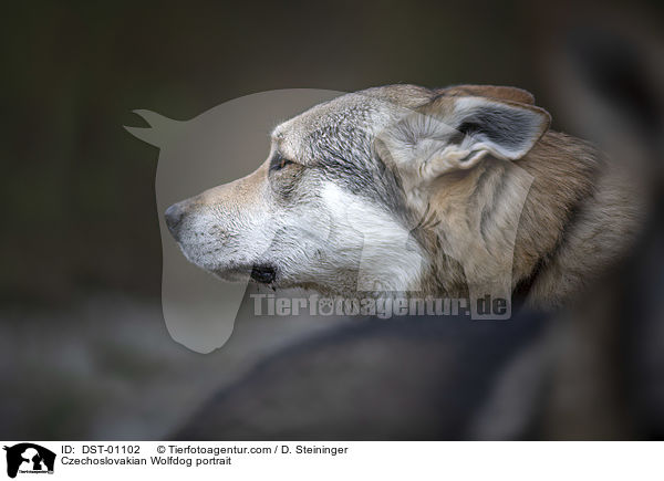 Czechoslovakian Wolfdog portrait / DST-01102