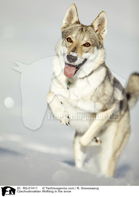 Tschechoslowakischer Wolfshund im Schnee / Czechoslovakian Wolfdog in the snow / RG-01411