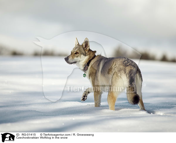 Czechoslovakian Wolfdog in the snow / RG-01415