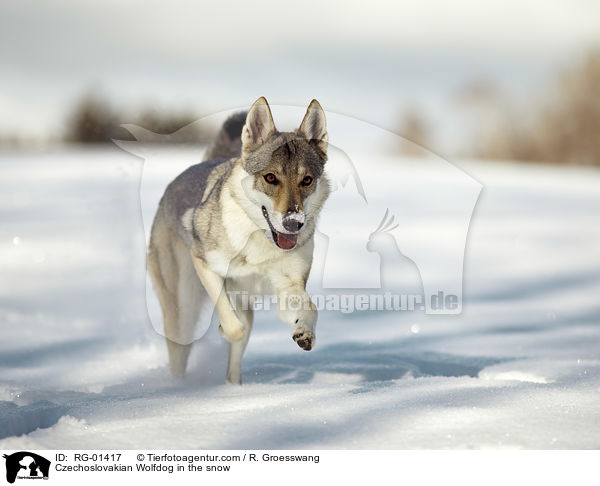 Tschechoslowakischer Wolfshund im Schnee / Czechoslovakian Wolfdog in the snow / RG-01417
