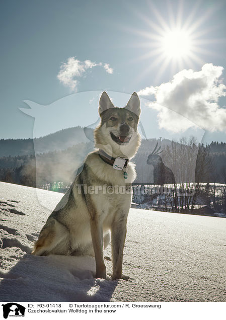 Tschechoslowakischer Wolfshund im Schnee / Czechoslovakian Wolfdog in the snow / RG-01418