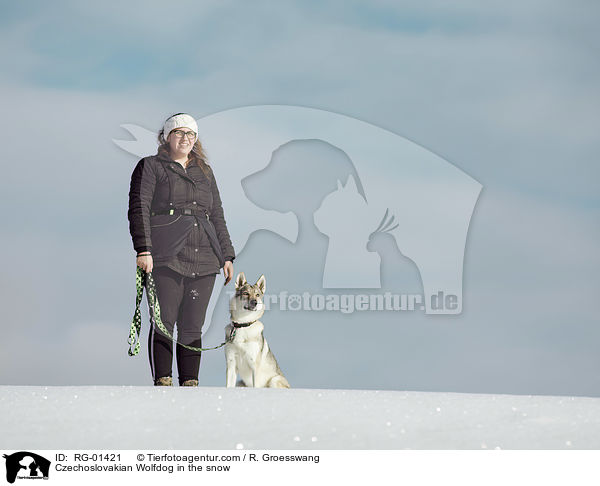 Czechoslovakian Wolfdog in the snow / RG-01421