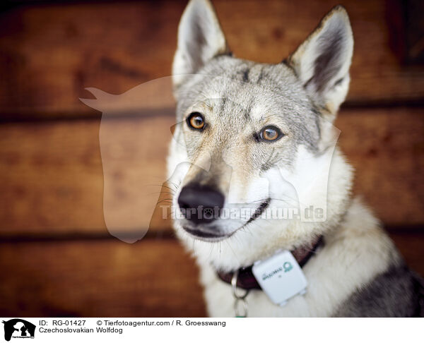 Czechoslovakian Wolfdog / RG-01427
