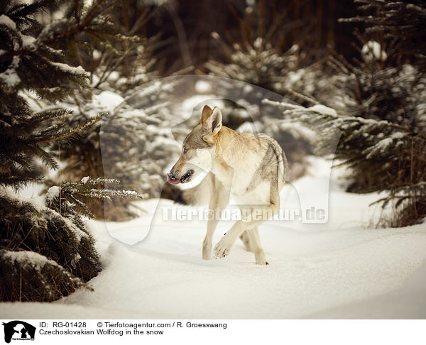 Czechoslovakian Wolfdog in the snow / RG-01428