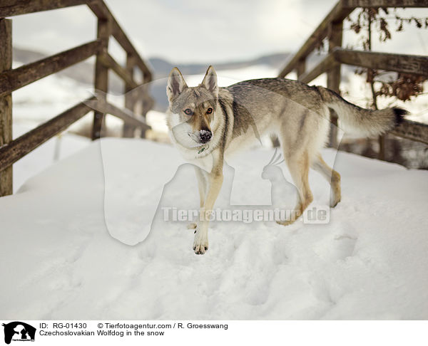 Czechoslovakian Wolfdog in the snow / RG-01430