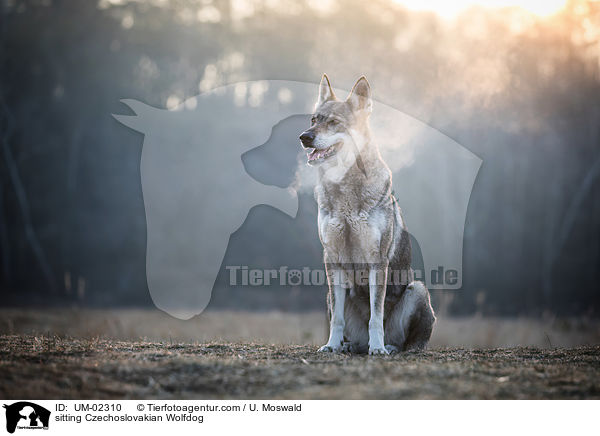 sitzender Tschechoslowakischer Wolfhund / sitting Czechoslovakian Wolfdog / UM-02310