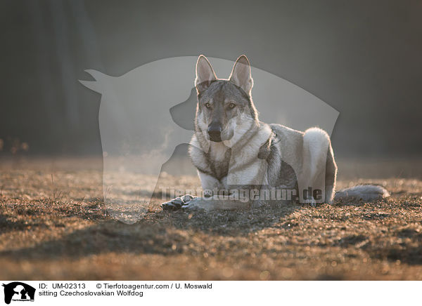 sitzender Tschechoslowakischer Wolfhund / sitting Czechoslovakian Wolfdog / UM-02313