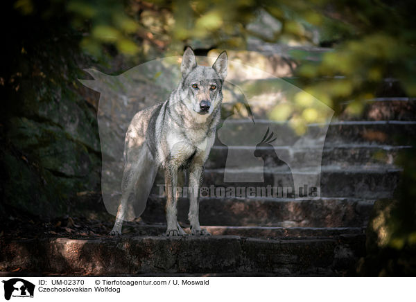 Tschechoslowakischer Wolfhund / Czechoslovakian Wolfdog / UM-02370