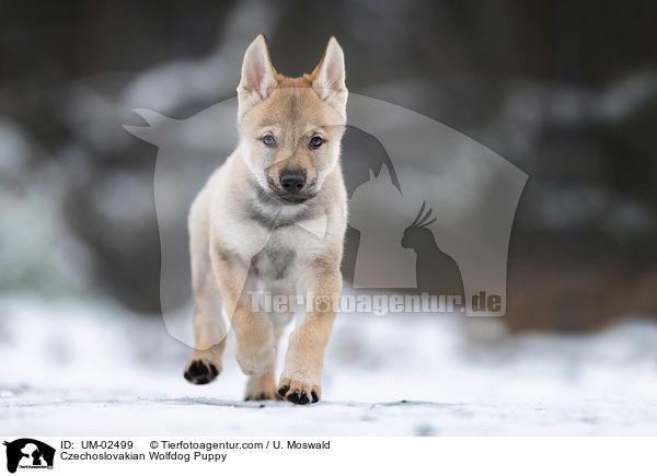 Czechoslovakian Wolfdog Puppy / UM-02499