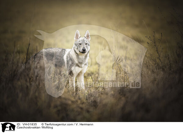 Tschechoslowakischer Wolfshund / Czechoslovakian Wolfdog / VH-01835