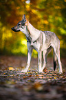 standing Czechoslovakian Wolf dog