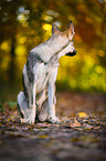 sitting Czechoslovakian Wolf dog