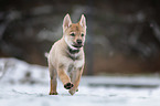 Czechoslovakian Wolfdog Puppy