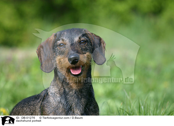 dachshund portrait / DB-01276