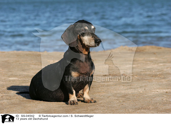 13 years old Dachshund / SS-04542