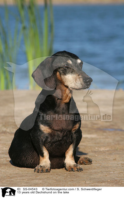 13 years old Dachshund on the lake / SS-04543