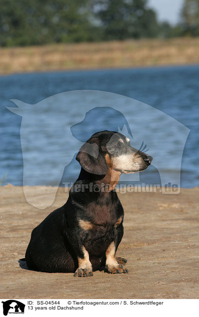 13 years old Dachshund / SS-04544