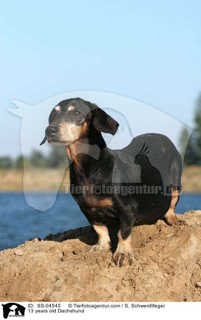 13 years old Dachshund / SS-04545