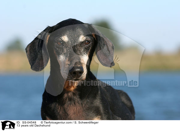 13 years old Dachshund / SS-04548