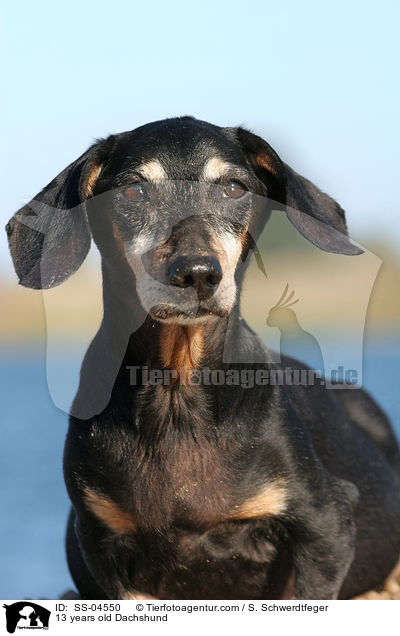 13 years old Dachshund / SS-04550