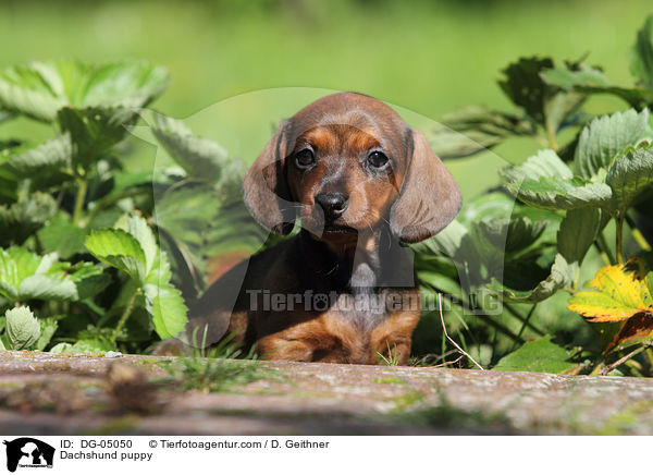 Dachshund puppy / DG-05050