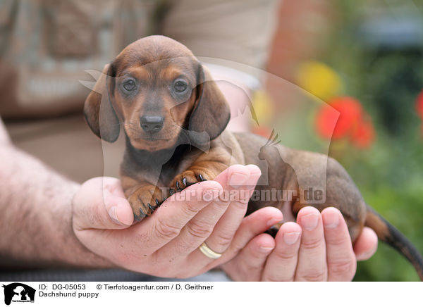 Dachshund puppy / DG-05053