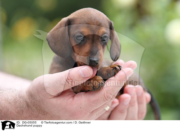 Dachshund puppy / DG-05055