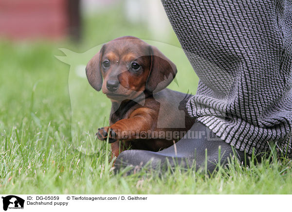 Dachshund puppy / DG-05059