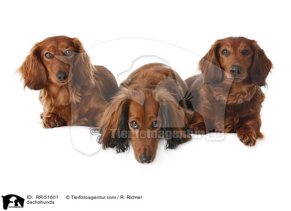 dachshunds / RR-51601