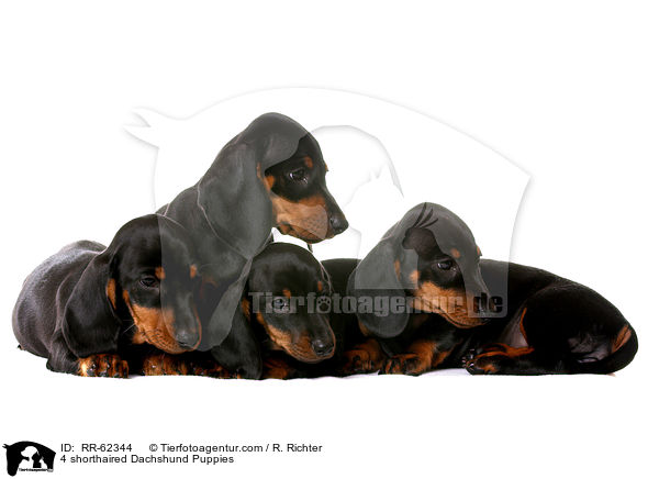 4 Kurzhaardackel Welpen / 4 shorthaired Dachshund Puppies / RR-62344