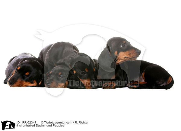 4 Kurzhaardackel Welpen / 4 shorthaired Dachshund Puppies / RR-62347