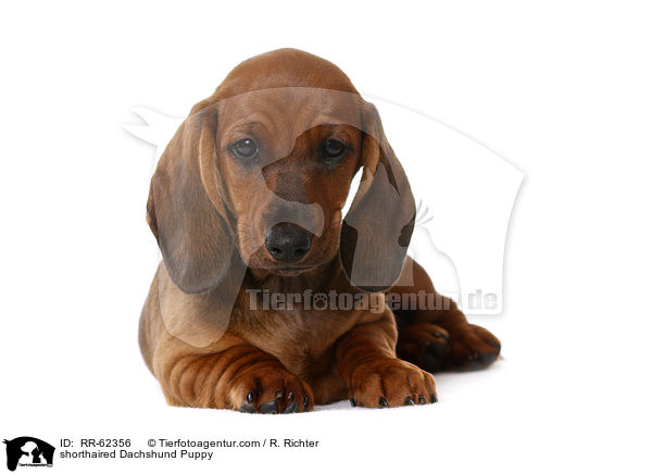Kurzhaardackel Welpe / shorthaired Dachshund Puppy / RR-62356