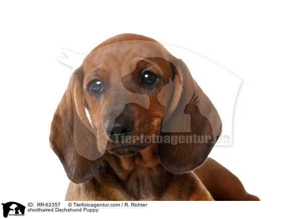 Kurzhaardackel Welpe / shorthaired Dachshund Puppy / RR-62357
