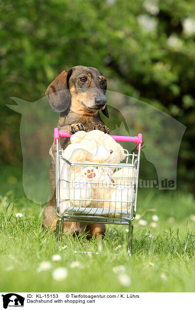Dachshund with shopping cart / KL-15153