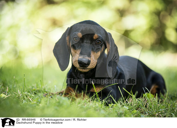 Dachshund Puppy in the meadow / RR-66946