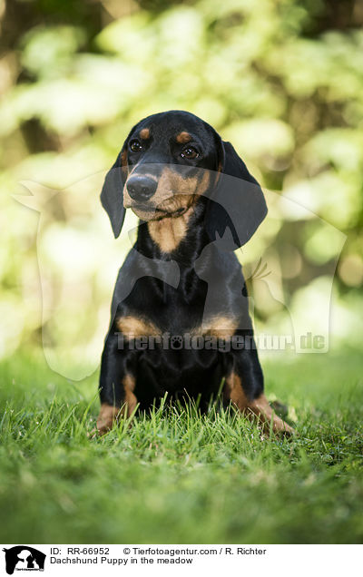 Dachshund Puppy in the meadow / RR-66952