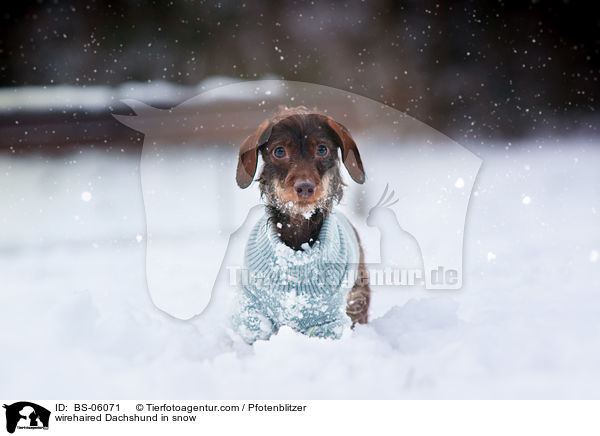 wirehaired Dachshund in snow / BS-06071