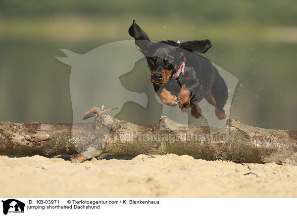 jumping shorthaired Dachshund / KB-03971