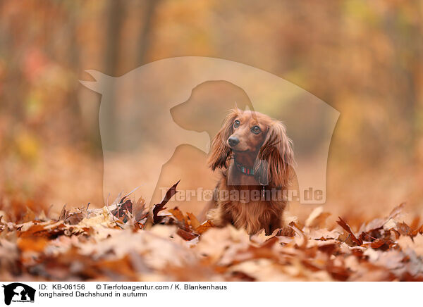 longhaired Dachshund in autumn / KB-06156