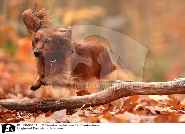 longhaired Dachshund in autumn / KB-06161