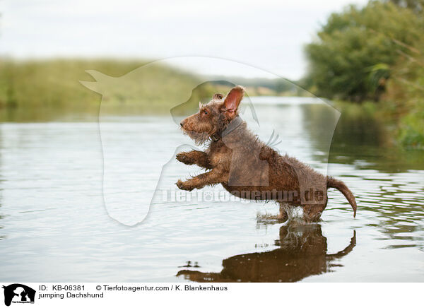 jumping Dachshund / KB-06381