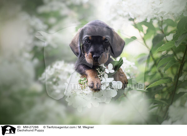 Dachshund Puppy / MW-27286