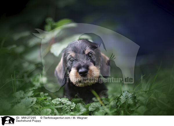 Dachshund Puppy / MW-27295