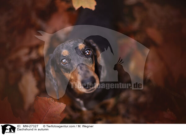 Dachshund in autumn / MW-27327