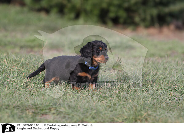 longhaired Dachshund Puppy / BES-01810