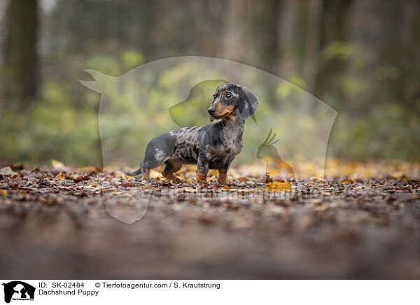 Dackel Welpe / Dachshund Puppy / SK-02484