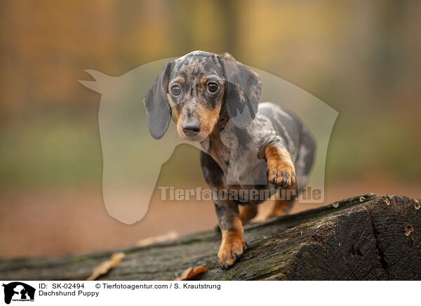 Dackel Welpe / Dachshund Puppy / SK-02494
