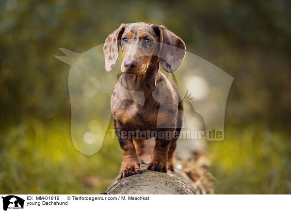 junger Dackel / young Dachshund / MM-01819