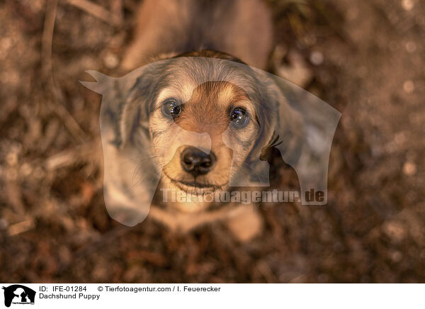 Dachshund Puppy / IFE-01284